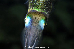 A curious Reef Squid checks out its reflection in my lens... by Mark Hoevenaars 